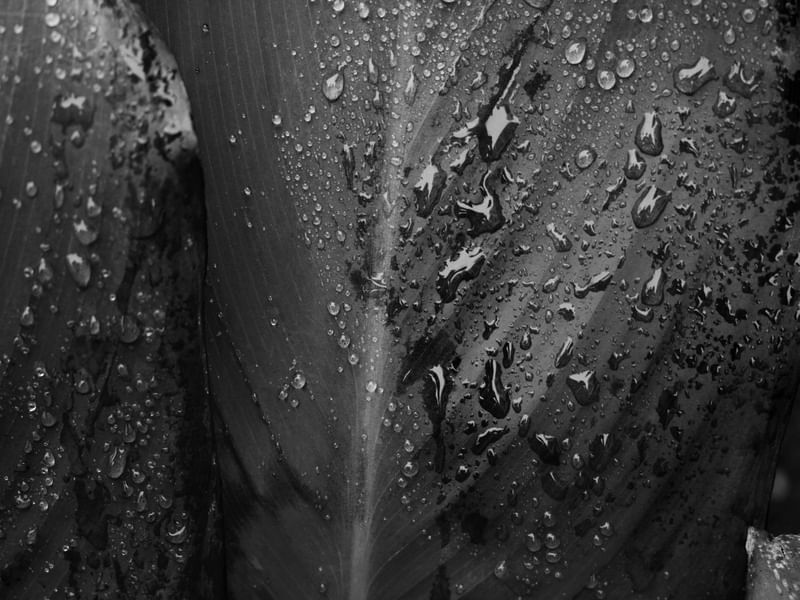 FLORA EXÓTICA 10 ARTISTA GLORIA RIMES