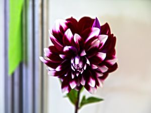 DALIA COR