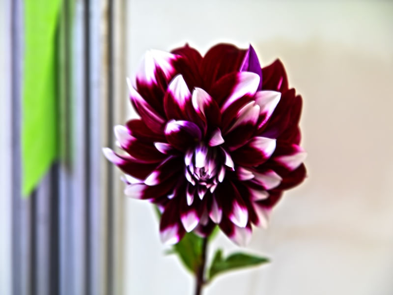 DALIA COR