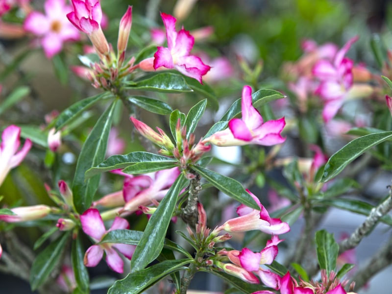 JARDIM TROPICALIA