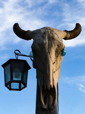 CABEÇA DE TOURO