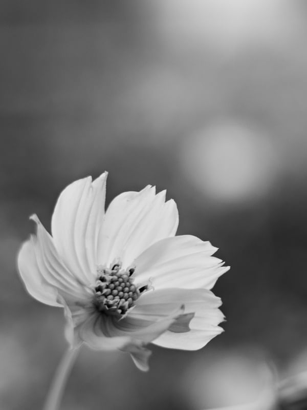 FLOR BW