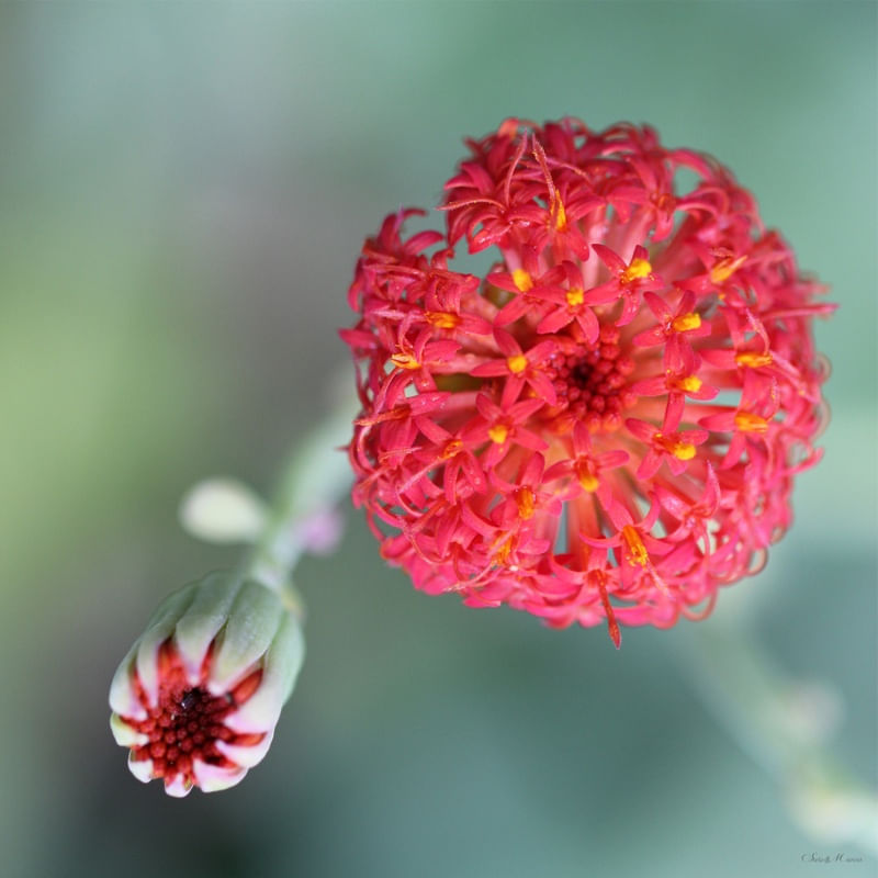 SM - PERSPECTIVE IN FLOWER 01