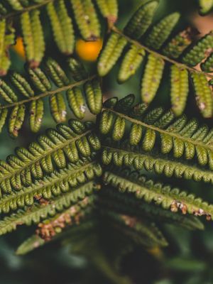 ESCADA DE FOLHAS (1)