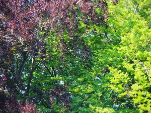 SM - FLORESTA NEGRA 02