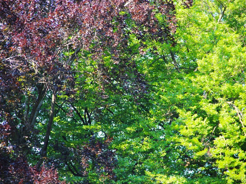 SM - FLORESTA NEGRA 02