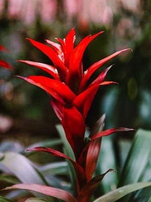 RED BROMELIA 1