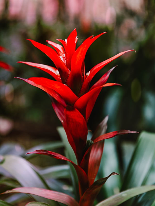 RED BROMELIA 1
