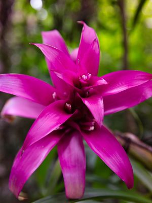 PINK BROMELIA 2