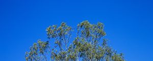 ÁRVORE E CÉU AZUL 2019