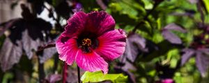 FLOR DE QUIABO VERMELHA