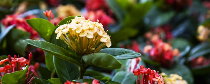 FLORES AMARELAS E VERMELHAS