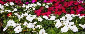 FLORZINHA PANORÂMICA