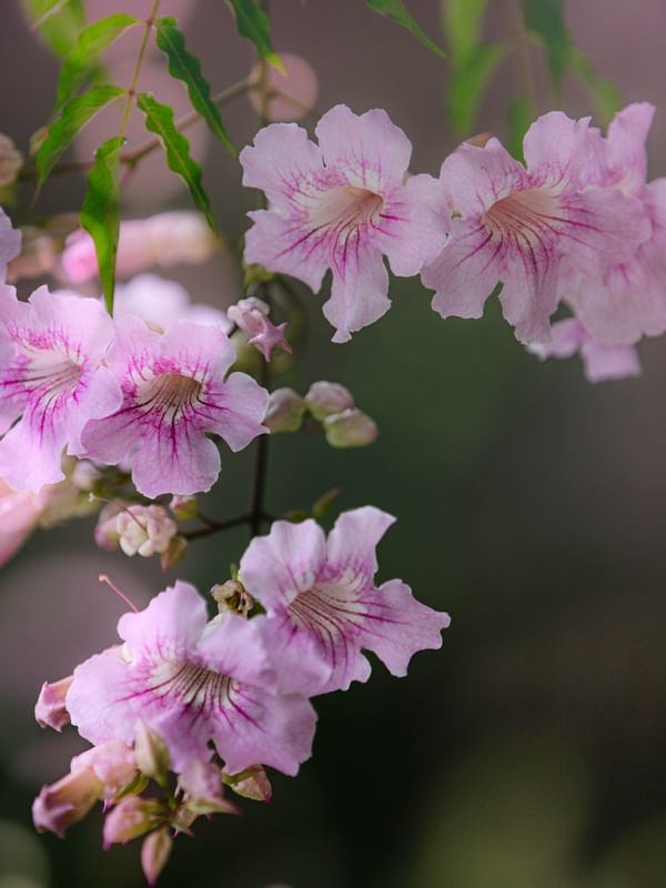 FLORAL ROSÊ 1