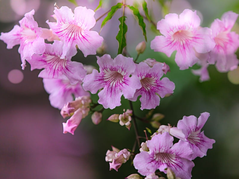 FLORAL PINK