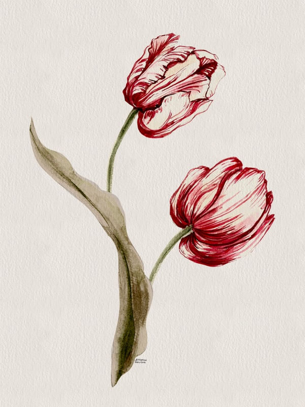 TULIPAHS