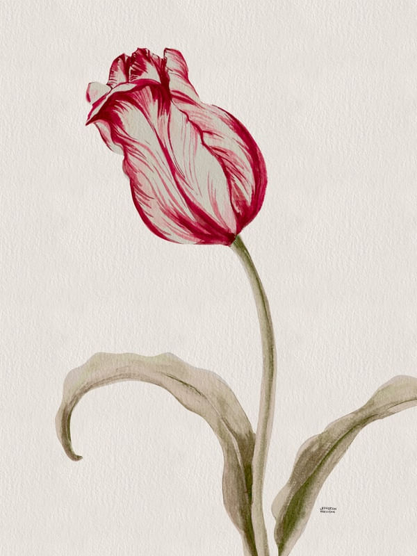 TULIPAH