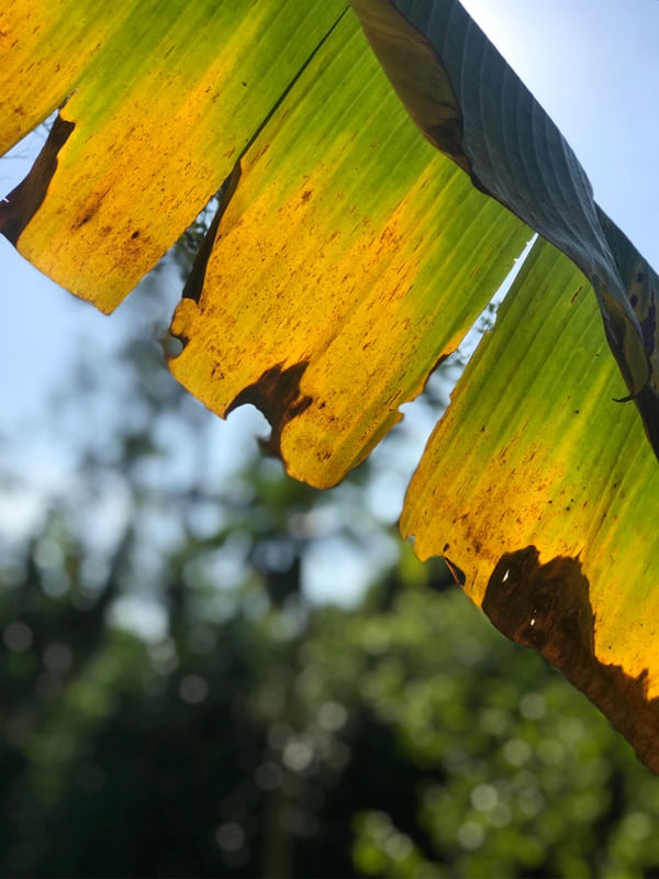VERDE AMARELA ZUL E CÉU