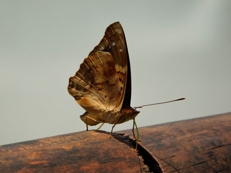 BORBOLETA I