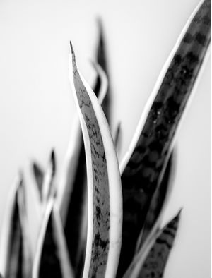 FOLHAS DE ESPADA DE SÃO JORGE