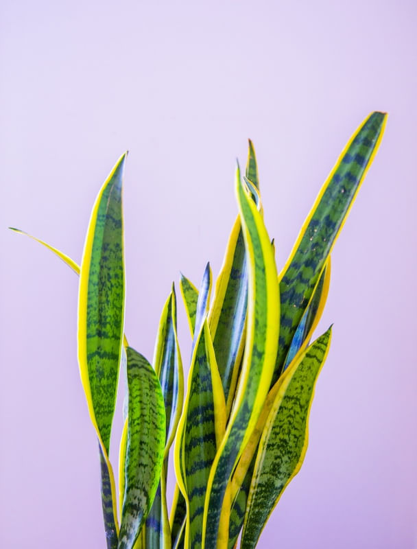ESPADA DE SÃO JORGE VERDE
