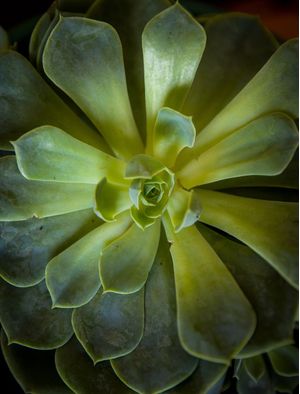 FOLHAS DE SUCULENTA