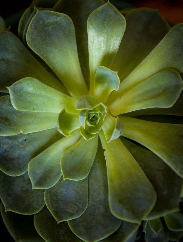 FOLHAS DE SUCULENTA