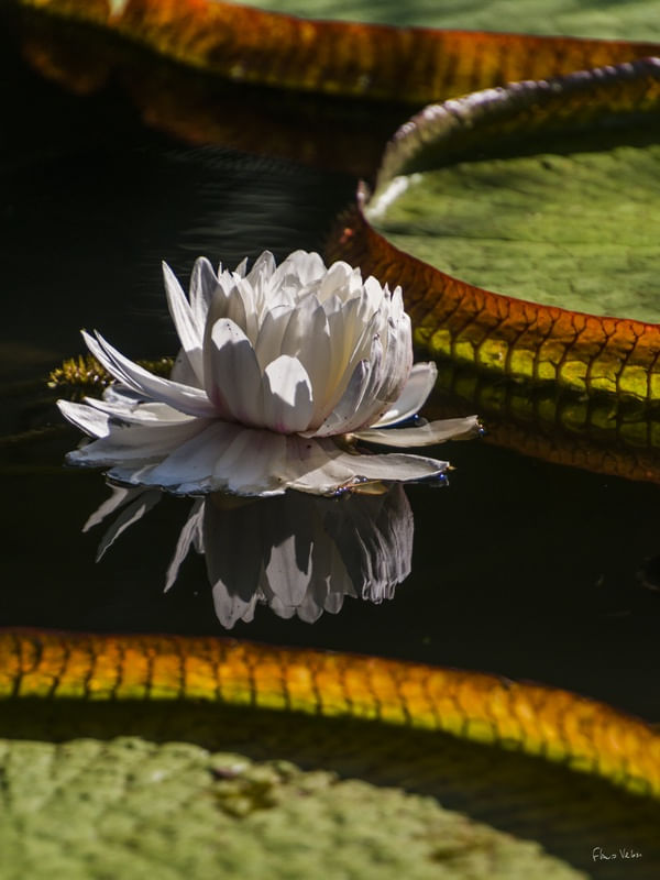 NINFÉIA - JARDIM BOTÂNICO