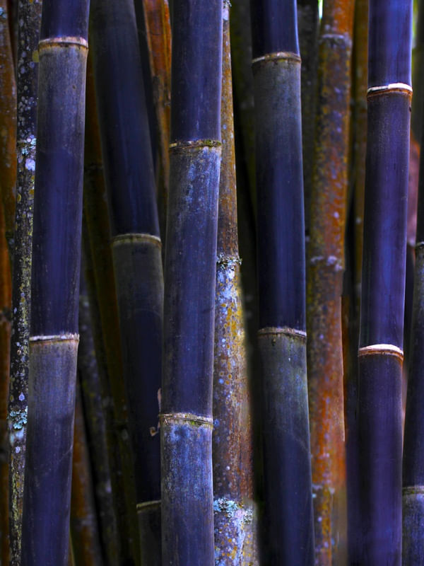 SM - BAMBU AZUL 01