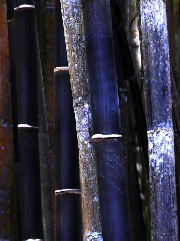 SM - BAMBU AZUL 02