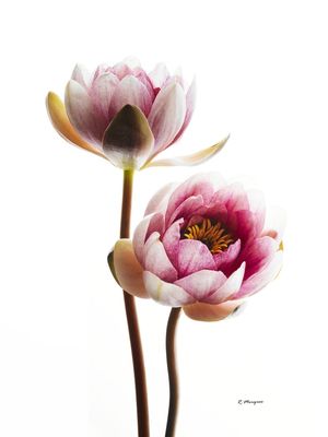 LÓTUS ROSE FLOWER
