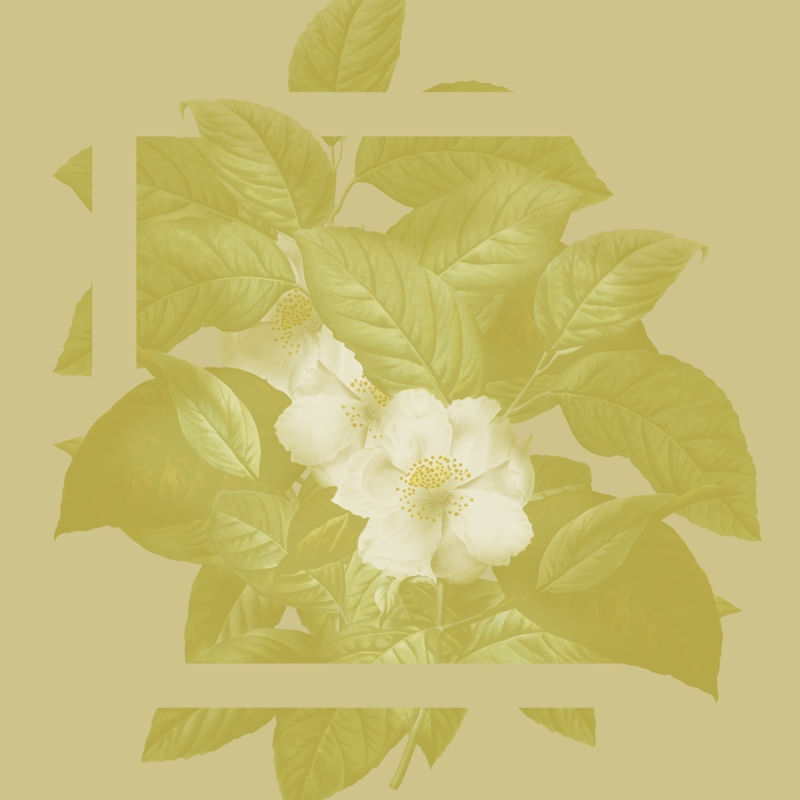 COLAGEM NATUREZA 011
