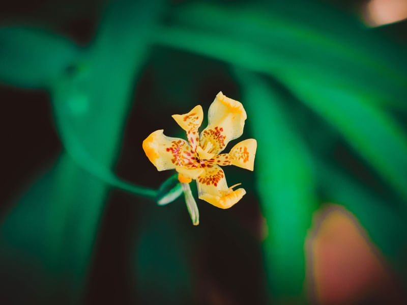 IRIS AMARELA