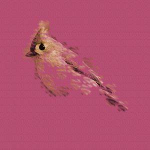 EL PÁJARO 7