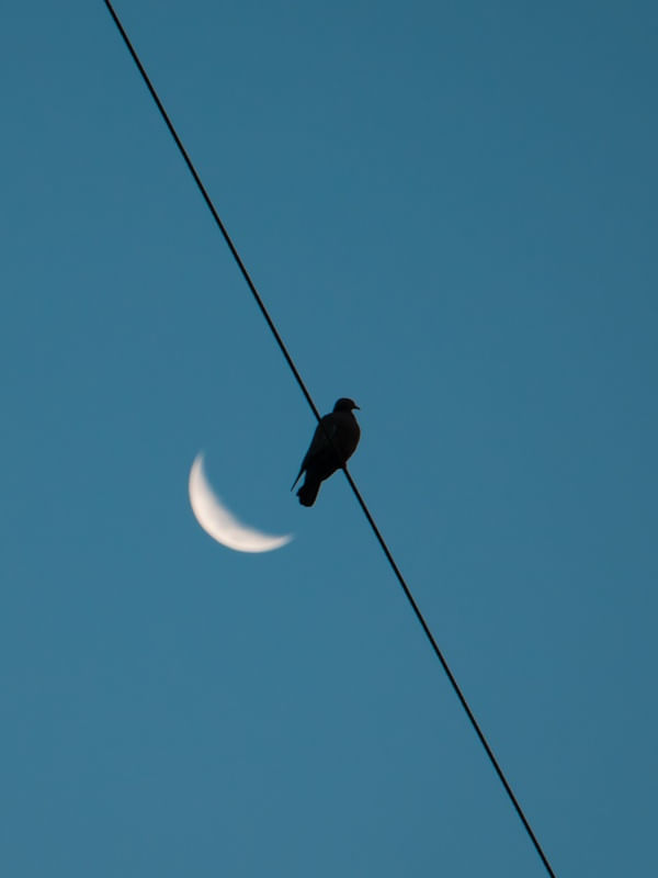 DOVE AND MOON