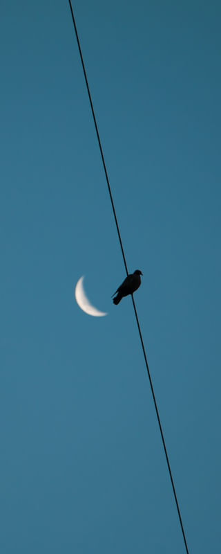 DOVE AND MOON 2