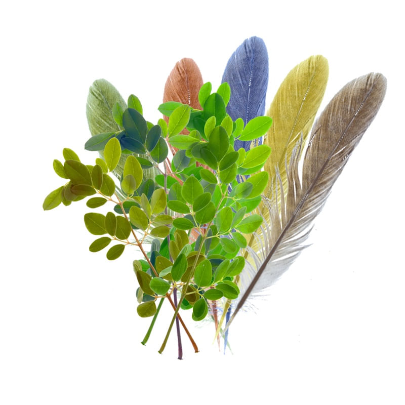 FAUNA E FLORA
