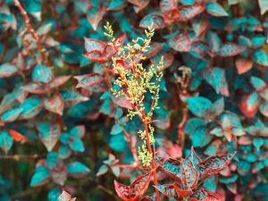 JARDIM DE TRÊS CORES