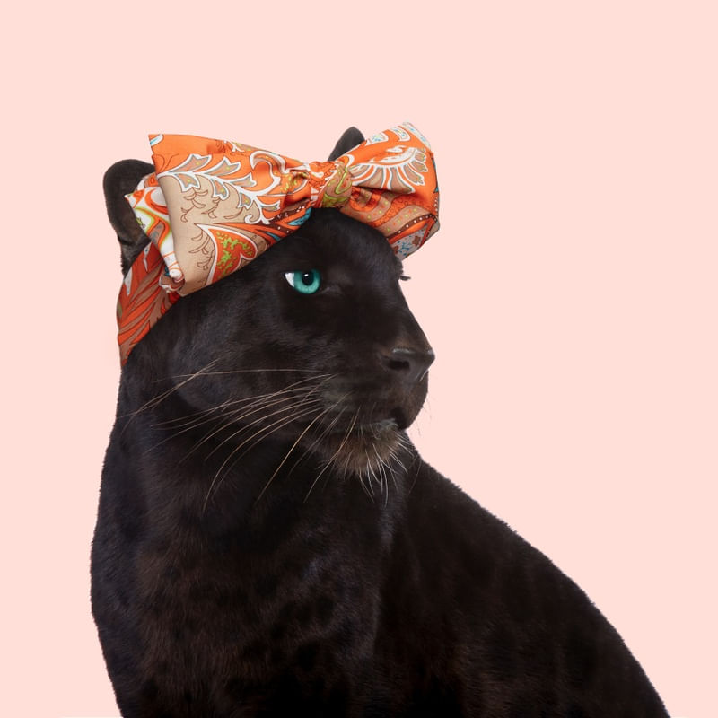 FASHION PANTHER