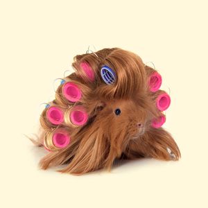 GUINEA PIG