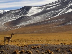 VICUÑA NO ATACAMA