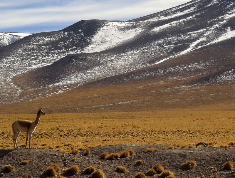 VICUÑA NO ATACAMA