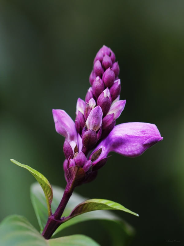 SM - FLOR LILÁS 10