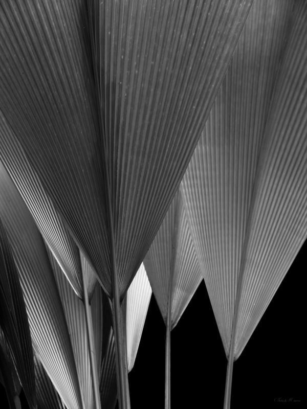 SM - LEQUE NATURAL 01PB