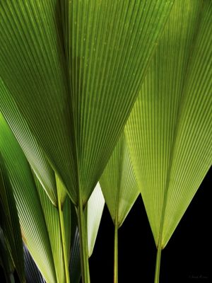 SM - LEQUE NATURAL 02