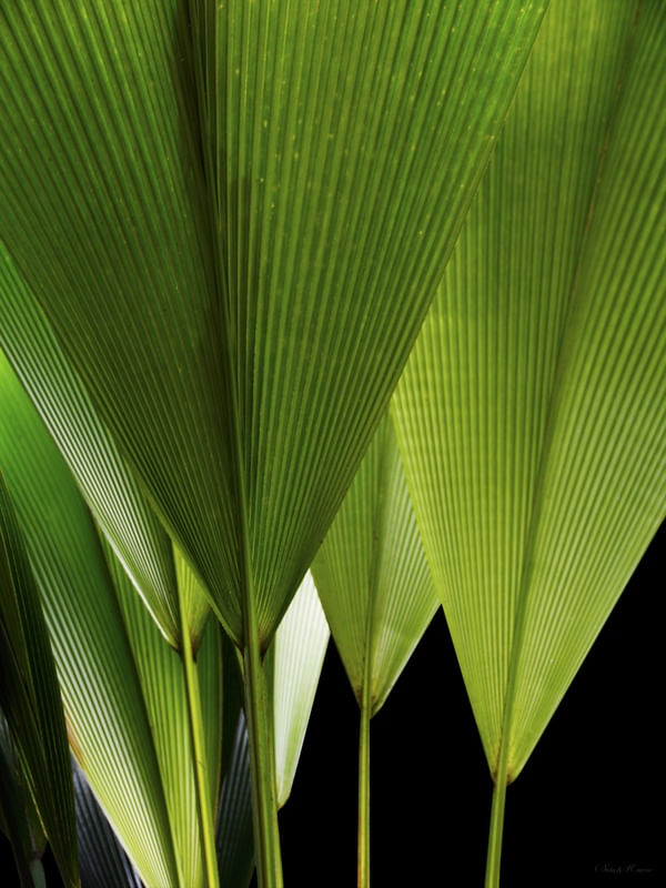 SM - LEQUE NATURAL 02