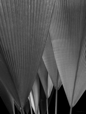 SM - LEQUE NATURAL 03PB