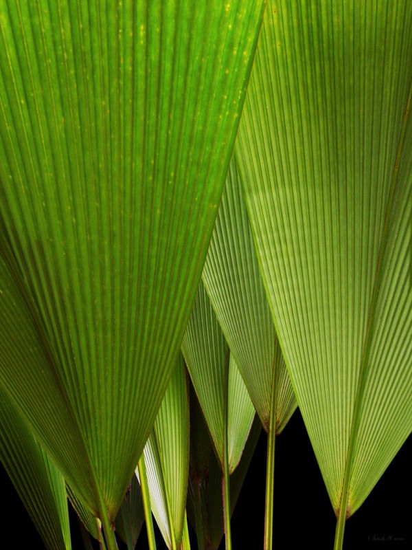 SM - LEQUE NATURAL 04