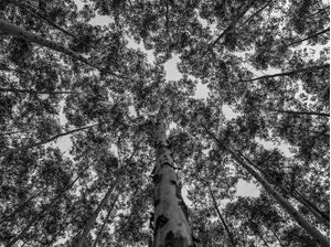 BOSQUE COM EUCALIPTOS