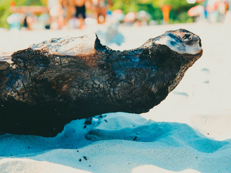 TRONCO NA PRAIA